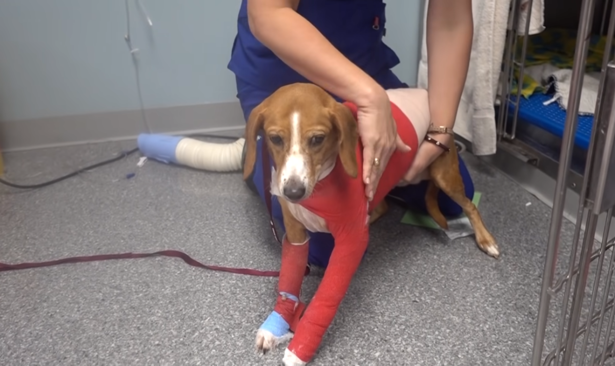 Photo Credit: Vet Ranch/Youtube
