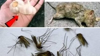 Get Rid Of Rat & Mosquitoes Easily With Just Some Cloves Of Garlic