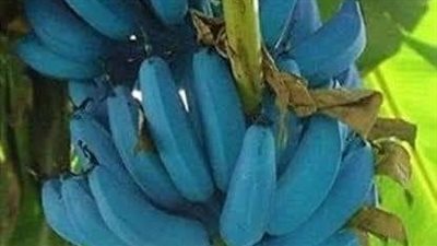Strange reason why these blue banana’s grow like this