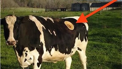 US Farmers Are Making These Giant Holes in Their Cows. The Reason? Weird Yet Helpful