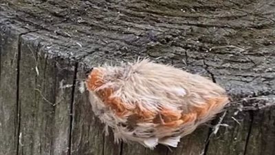 Mom sees kids with little “fur ball” at the park – looks closer and immediately realizes grave danger