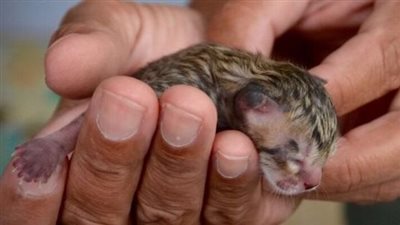 Family finds abandoned cat on the street – look closer and realize it’s not a regular kitten