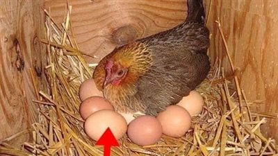 Farmer finds giant egg but what was inside was even more puzzling