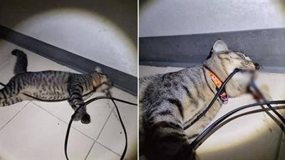 Owners urged people to lookout for pets after their cat found dead while biting electric wires