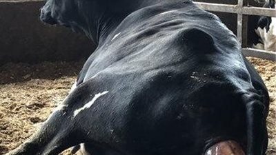 It happened now. They had a shock when they saw what the cow gave birth to. No one finds an explanation for it..