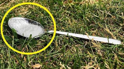 Why You Should Always Put A Spoon Of Sugar In Your Backyard Before Leaving The House