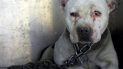 Dog That Spent Her Entire Life Chained Up In Abandoned Farm, Can Finally Be A Puppy