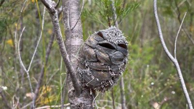 Woman Sees What She Thought Was A Happy Bird, Then Suddenly Realises It’s Something Else