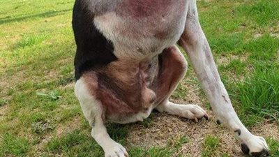 People Are Confused Over This Photo Of A ‘Headless’ Dog