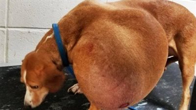 Local Shelter Stunned By Dog’s Condition But Here’s How She Looks Like Now After Being Given 2nd Chance