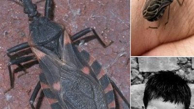 Bugs that come out at night can seriously hurt people or give them a sickness that lasts forever