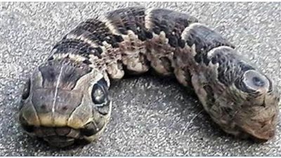 She started screaming as soon as she discovered the bizarre creature!
