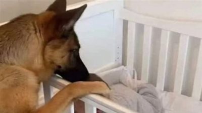 A newly adopted stray dog saved the life of a newborn baby in the middle of the night