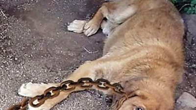 Dog Spent 12 Years Chained Up In The Dirt, Wondering When His Day Would Come