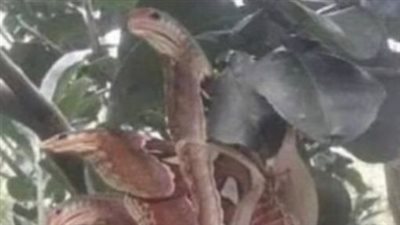Angry-looking ‘snakes’ spotted lurking in tree, but everything is not as it seems