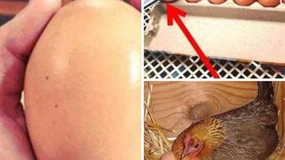 Farmer finds giant egg but what was inside was even more puzzling