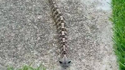 Discovering the mysterious gaboon viper—nature’s expert in camouflage and deadly accuracy