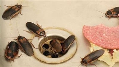 How to Eliminate Fleas, Ants and Cockroaches from Home Forever