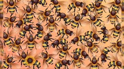 You must find the Sunflower hidden among the bees within the time limit, and it’s harder than you think!