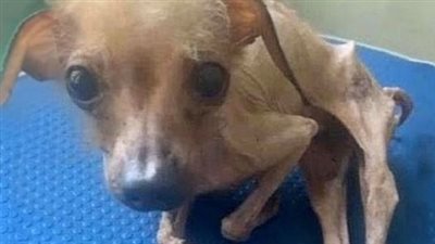She Was Emaciated, Reduced To Mere Skin And Bones, Utterly Debilitated When She Was Finally Rescued.