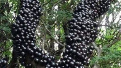 This strange looking fruit has the most unknown secret health benefit in the world