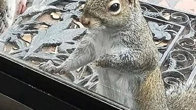 Every day, a squirrel bangs on the house window: After eight years, they understand what she wants to say