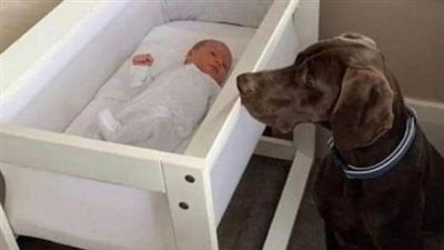 A newly adopted stray dog saved the life of a newborn baby in the middle of the night