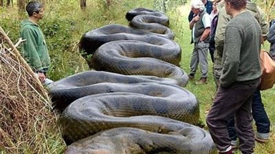 ‘What A Beast!’ Huge Snake Found By Hiker Near South Carolina Creek