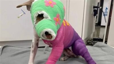 Riona was cruelly set on fire — after a year of recovery, she’s finally going to her new home