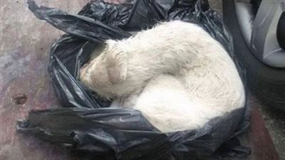 A Nearly Lifeless Dog Found Trapped Inside A Plastic Bag Is Given A Second Chance At Life