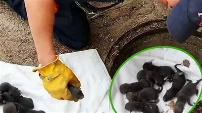 Firemen save 8 Labrador pups from drain: Then they realise they’re not dogs at all