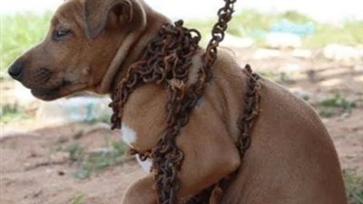 A Touching Story About Rescuing And Adopting A Poor Chained And Caged Dog From A Deserted Place