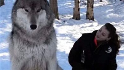 Giant Wolf Sits Down Next To This Lady, Then Suddenly He Looks At Her…