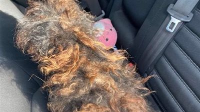 Rescue takes in severely matted dog who looks like a wig — today she’s unrecognizable