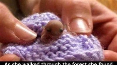 The feathertail glider is the smallest gliding marsupial in the world, named for its long feather-shaped tail
