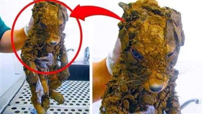 Woman Thought She Freed A Puppy From The Mud – Vet Is Shocked Realizing What It Really Is