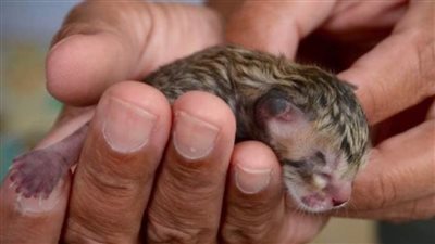 Family finds abandoned cat on the street – look closer and realize it’s not a regular kitten