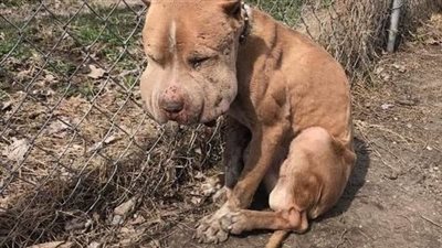 A dog with a swollen face was tied up for several days – after being found, no one can believe it’s the same dog