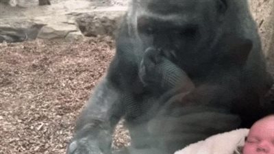 She is moved to tears when she meets the baby and her human mother on the other side of the glass