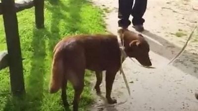Dog Didn’t Recognize Her Dad After Being Lost For 3 Years, Then Dad Crouched