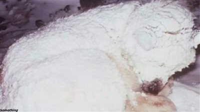 The dog covered a two-year-old child for two days to save him from frost: a respectful act