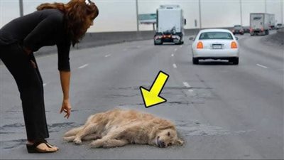 A Pregnant Dog Suddenly Got Hit By a Car, But No One Expected What Happened Next