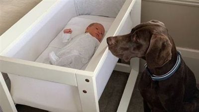 A newly adopted stray dog saved the life of a newborn baby in the middle of the night.
