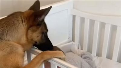 A newly adopted stray dog saved the life of a newborn baby in the middle of the night.