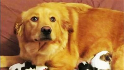 Pregnant rescue dog gives birth to a litter of “baby cows”
