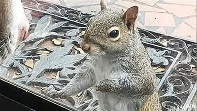 Every day, a squirrel bangs on the house window: After eight years, they understand what she wants to say