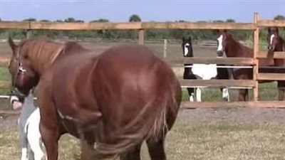 Horse gives birth to rare foal – you won’t believe the markings on her face