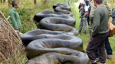 ‘What A Beast!’ Huge Snake Found By Hiker Near South Carolina Creek
