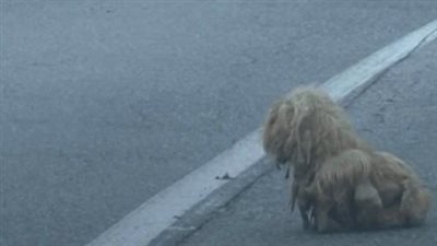 Matted Dog Ceaselessly Glares At Cars For 2 Years Hoping Her Owner Returns
