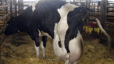 Farmers Were Amazed by the Unique Birth of Four Calves
